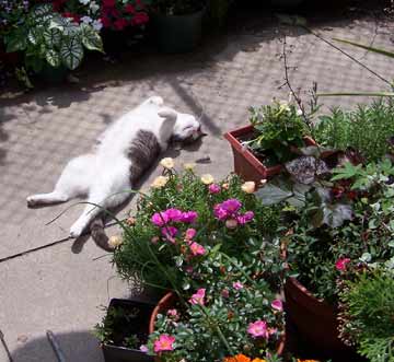 relaxing in the garden
