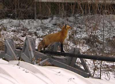 fox on a trailer