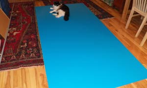 Coroplast sheet on floor with cat