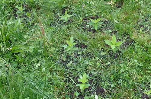 Milkweed seedlings