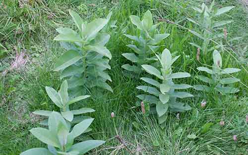 Milkweed plants
