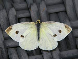 cabbage butterfly