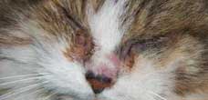 feral cat Abbey gets an eye infection
