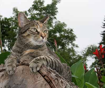 Tilley on a stump cat on a stump