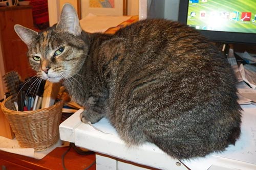 I'm not moving! cat sitting on desk and frowning