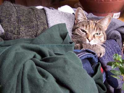 Tilley cat in Laundry. Tilley in the warm laundry