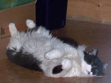Very tired Winston
