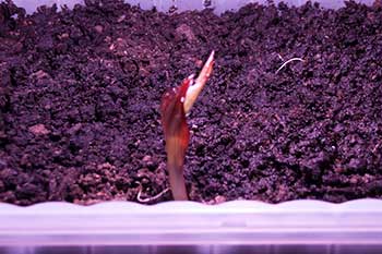 Bronze leaf canna seedling Bronze Seedlings