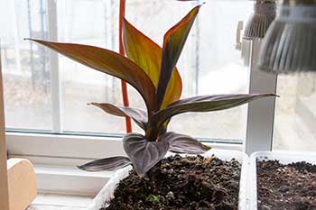 Canna lily seedling under led canna lily seedling