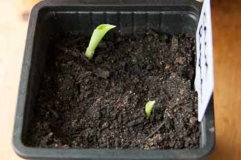 Canna Lily seedlings green seedlings