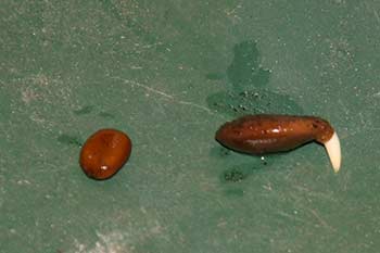 germinating honey locust seed