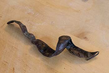 Honey locust seedpod