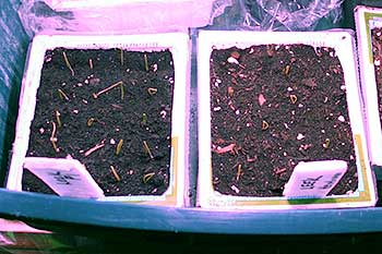 leek plants