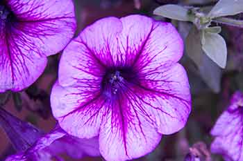Petunia hybrid