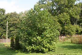 6 year old plant