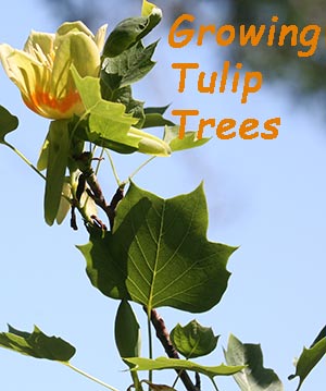 growing tulip trees