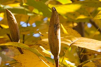 seed pod