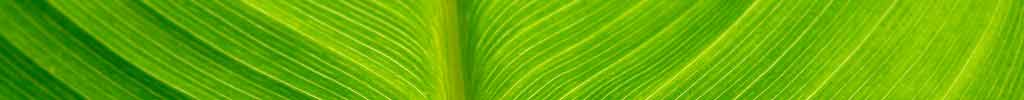 Canna Lilies