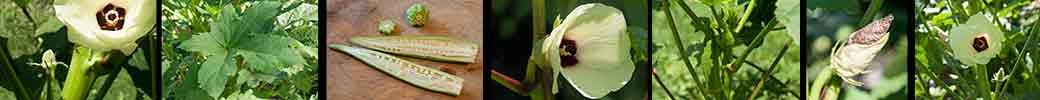 Okra Banner