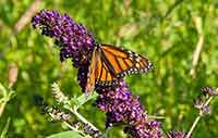 monarch butterfly