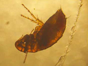flea backlit