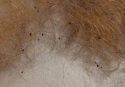flea dirt in brushed out cat fur