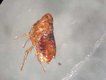 picture of flea