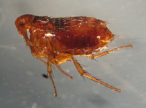 appearance of a cat flea
