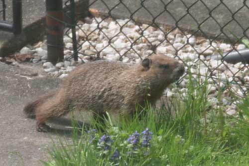 groundhog living nearby