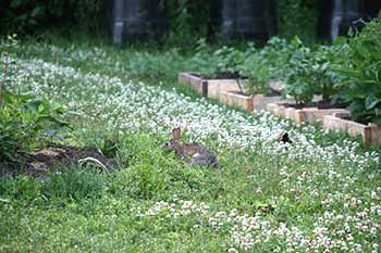 Cottontail rabbit near my garden cottontail near garden in clover