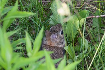 rabbit eating dandelion rabbit dandelions
