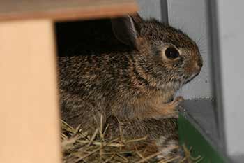 Rabbit keeping an eye on me in his cage rabbit