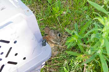 small rabbit releasing rabbit