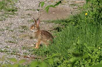 small rabbit small rabbit