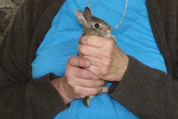 very wiggly rabbit in hand rabbit in hand