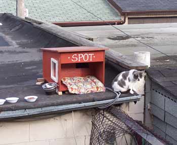feral cat house on garage