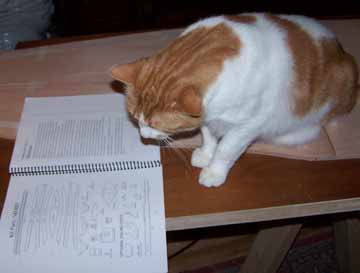 cat reading instructions, funny cat photo