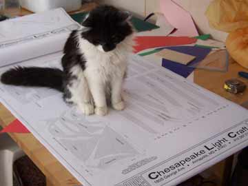funny cat checking the plans