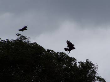 Crows playing near lake Ontario