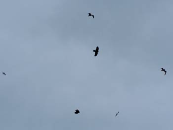 Crows flying very fast in high wind