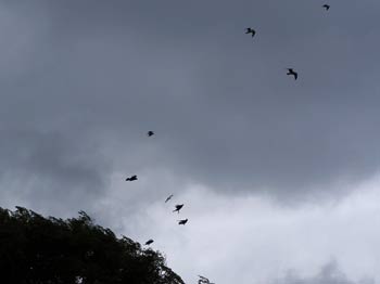 Crows  near lake Ontario