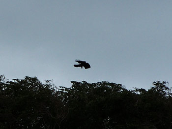 Near the lakeshore in Toronto I found some crows having fun