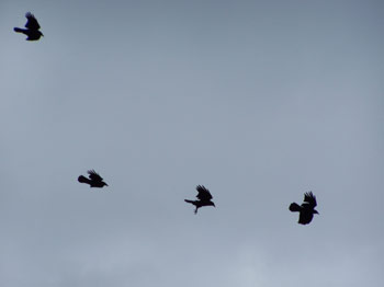 Crows flying  near lake Ontario when there was lots of wind