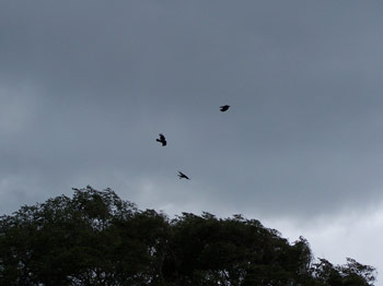 Crow buddies hanging out and having a spin in the high wind
