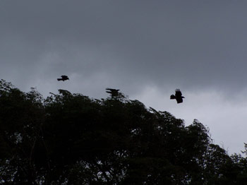 Crows flying and gliding in tremendous gusts.