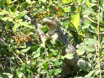 cuban iguana