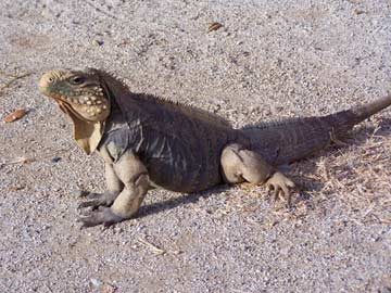 Cuban iguana