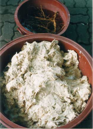 Hanji pulp and Hibiscus like plant