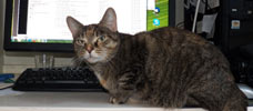 email me with tilley cat photo