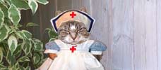 cat in nurse uniform